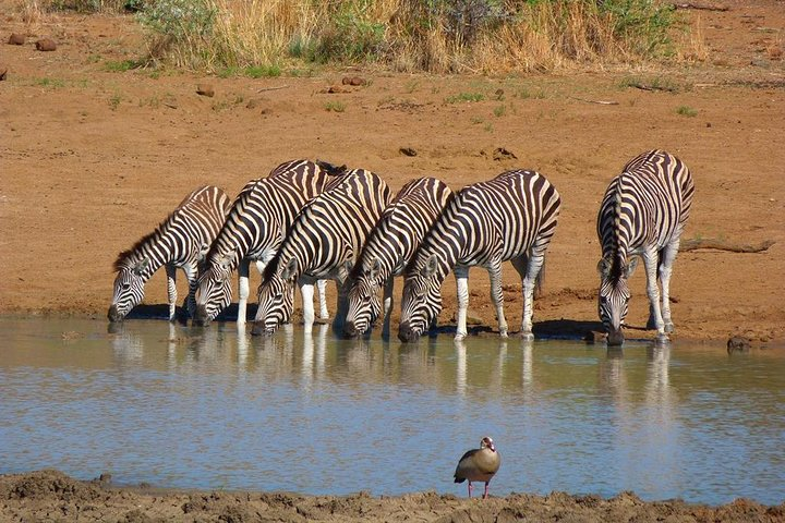 Black Rhino in Pilanesberg Reserve